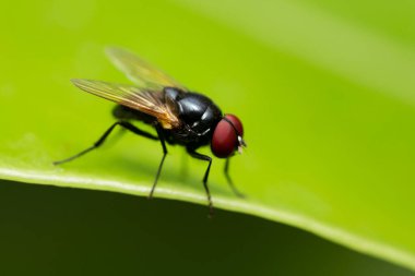 Siyah yaprağın üzerinde uçan makro fotoğraf.