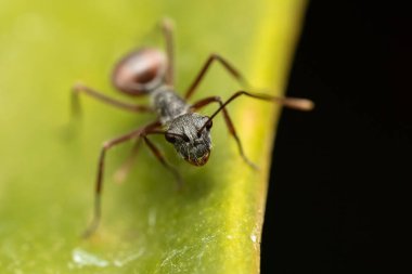 Yeşil Yaprakta Karıncanın Makro Fotoğrafçılığı.