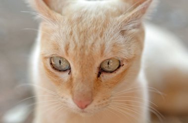 Close-up detailed of cat eye, selective focus.