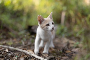 Close-up shot of a kitten walking in the forest.