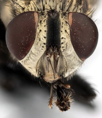 Ev sineği şefinin makro fotoğrafları beyaz arka planda izole edilmiş..