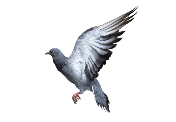 stock image Movement scene of rock pigeon flying in the air isolated on white background.