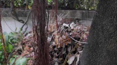 Ağaçların kökleri dallardan yetişir. Hava kökleri. Banyan hava kökü.