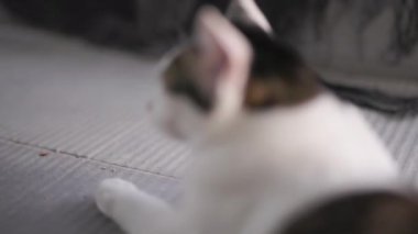 Tekir kedi duyma sahnesi. Kulaklara odaklanmakla başla. O zaman sesi duyduğunda kedinin uyanıklığını göster..