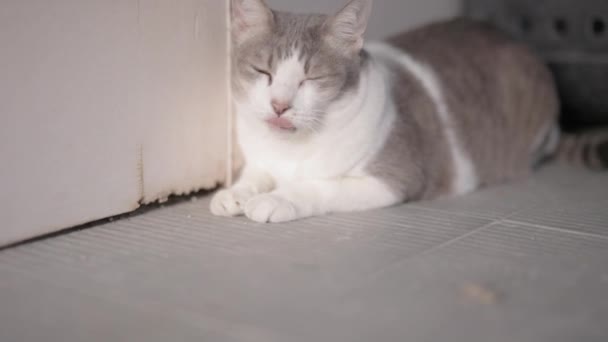 Tekir Kedi Kapının Yanına Gitmek Için Bekliyor Tekir Kedi Kapının — Stok video
