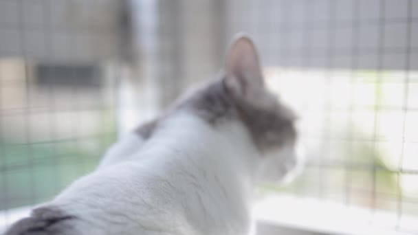 Gato Solitario Mirando Hacia Fuera Luego Mira Cámara Cámara Lenta — Vídeo de stock