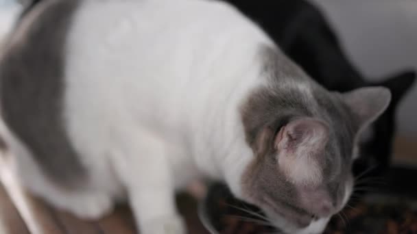 Tabby Gato Comendo Pelotas Comida Seca Com Gato Preto Câmera — Vídeo de Stock