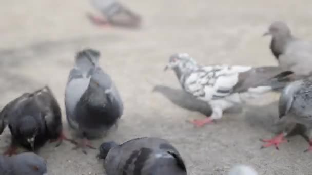 Eine Schar Tauben Hirsekörner Auf Dem Boden Eine Gruppe Tauben — Stockvideo