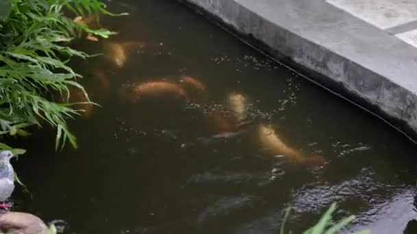 一群红宝石鱼正在池塘里吃着食物 红宝石鱼是由尼罗河罗非鱼发展而来的鱼 — 图库视频影像
