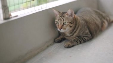 Kameradan uzaklaşan tekir bir kedinin sahnesi. Tekir kedi uzaklaştı..