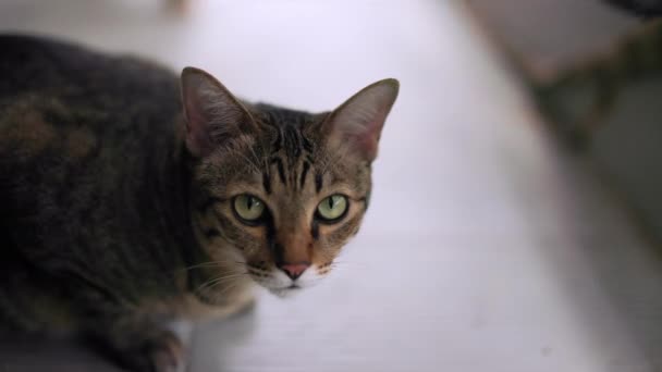 Tlustá Kočka Krčí Zemi Tabby Kočka Dívá Kamery — Stock video