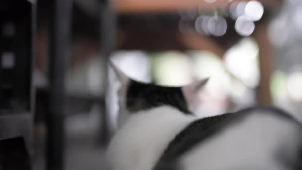 Una Escena Gato Tabby Mirando Hacia Atrás Gato Tabby Oyó — Vídeos de Stock