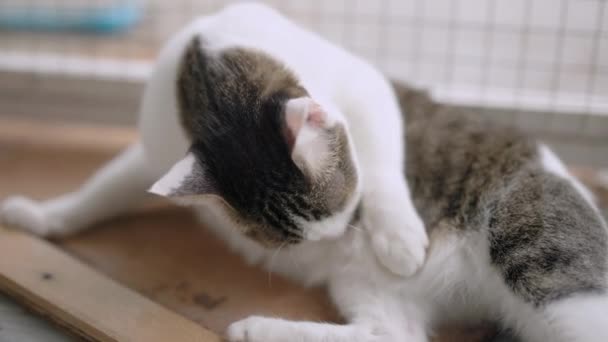 Eine Gestromte Katze Leckt Und Putzt Ihr Fell Zeitlupenszene Einer — Stockvideo