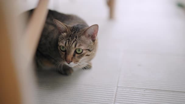 Kucing Tabby Bersembunyi Bawah Meja Kucing Tabby Merasa Waspada — Stok Video