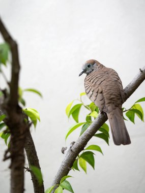 Bir dalın üzerine tünemiş bir zebranın yakın çekimi. Zebra güvercini beyaz bir arkaplanda bir dala tünemiş..