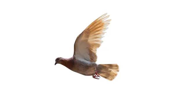 Rock Pigeon Spreads Its Wings Air Movement Scene Rock Pigeon — Stock Photo, Image