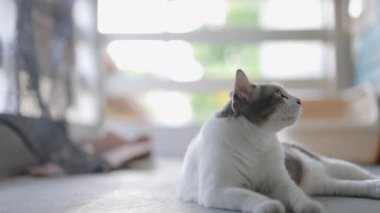 Yavaş çekimde tekir bir kedinin dinlenme duruşu. Tombul kedi dinleniyor..