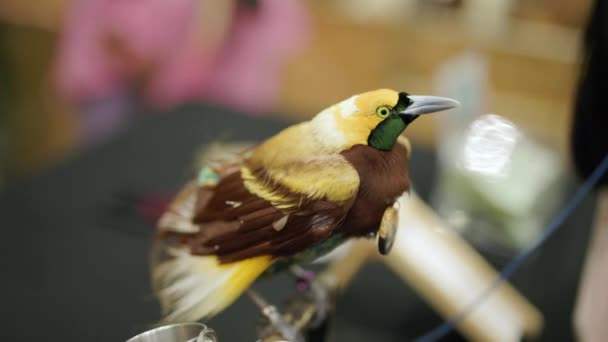 拉吉亚娜天堂鸟的特写这只鸟是雄鸟 它的头是黄色的 脖子是绿色的 胸部是棕色的 — 图库视频影像