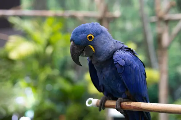 Close-up of a Hyacinth Macaw perched on a branch. It is the largest Macaw in the world.