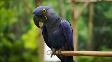 Bir dalın üzerine tünemiş bir Hyacinth Macaw 'ın yakın çekimi. Dünyanın en büyük makavı..