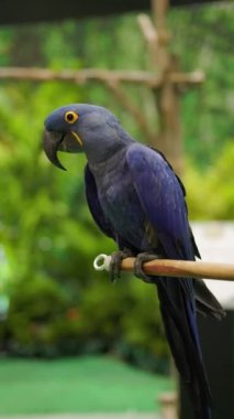 Bir dalın üzerine tünemiş bir Hyacinth Macaw 'ın yakın çekimi. Dünyanın en büyük makavı..