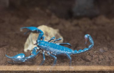 İmparator Akrep 'in siyah ışık altında yakın çekimi. İmparator Akrep, siyah ışıkta mavi parlıyor..