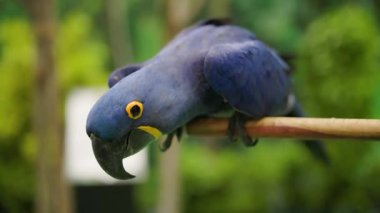 Bir dalın üzerine tünemiş bir Hyacinth Macaw 'ın yakın çekimi. Dünyanın en büyük makavı..