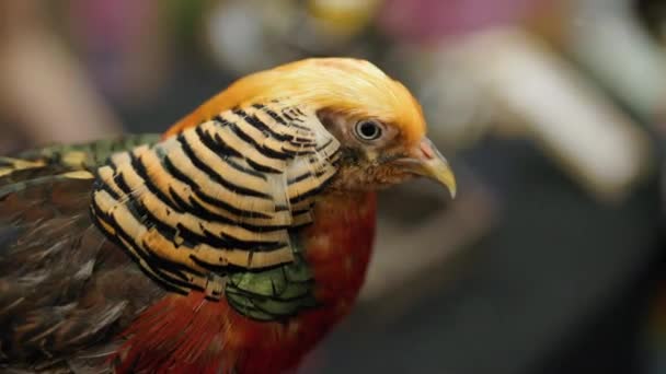 在模糊的背景下 金鸡头像的特写 这只鸟是雄鸟 这是一只金冠的鸟 — 图库视频影像