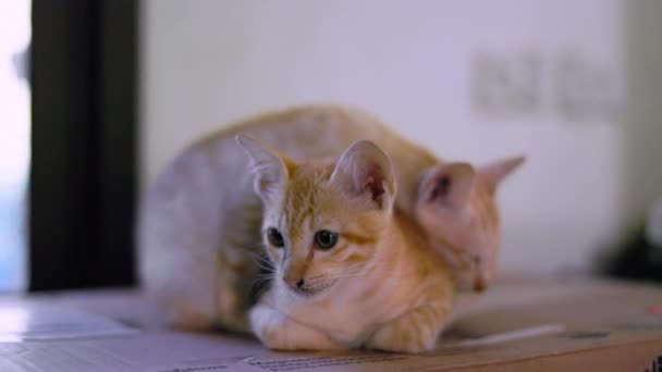 Dvě Oranžová Koťátka Spočívají Lepenkové Krabici Oranžové Kotě Spalo Zádech — Stock video