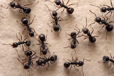 Macro photography of group of black ants on the wall.