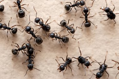 Macro photography of group of black ants on the wall.