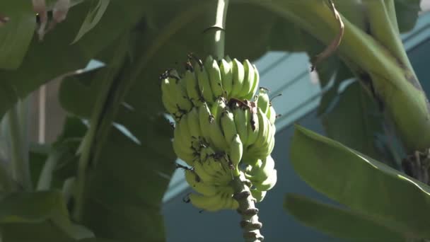在香蕉树上的一堆生香蕉的特写镜头 香蕉树上的一堆绿色生香蕉 — 图库视频影像