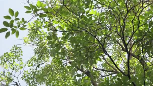 Пейзаж Зеленых Листьев Большом Дереве Зеленые Листья Фоне Неба — стоковое видео