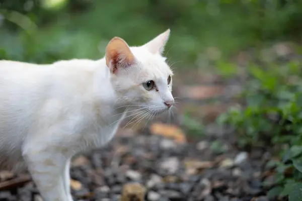 Close-up of a white cat isolated on a blurry background. Close-up portrait of a white cat.