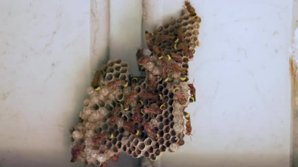 一群黄蜂在一个有蛋的鸟巢上的特写 蜂群筑巢 — 图库视频影像