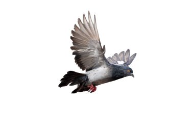 Kaya güvercinlerinin havada uçuşunu gösteren hareket sahnesi beyaz arka planda izole edilmiş. Kaya güvercini kanatlarını havaya açıyor.. 