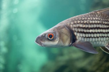 Jullien 'in altın sazan balığının yakın plan fotoğrafı yeşil arka planda izole edilmiş. Jullien 'in altın sazan balığının yan görüntüsü.