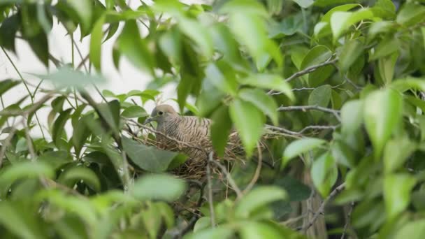 Close Zebra Dove Incubating Eggs Nest Zebra Dove Nest — Stock Video
