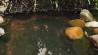 Kayalar ve eğreltiotlarıyla dolu bir balık havuzu manzarası. Yavru balıklarla dolu bir balık havuzu manzarası.