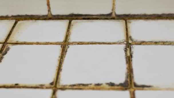 화장실 바닥에 금형의 클로즈업 몰드는 먼지와 습기로 발생합니다 — 비디오