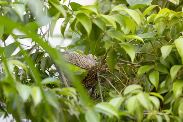Zebra Güvercini yuvada yumurtalarını kuluçkaya yatırıyordu. Bir Zebra Güvercini yuvadaydı.