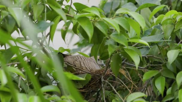 クローズアップされたゼブラ ドーブは巣に卵を産み込んでいた ゼブラドーブが巣の中にいた — ストック動画
