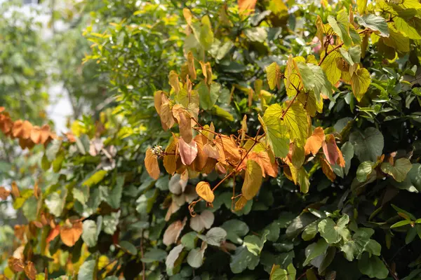 Altın Yaprak Bauhinia 'nın ya da Phanera Aureifolia' nın yakın çekimi. Altın Yaprak Bauhinia 'nın yakın çekimi bulanık arkaplanda izole edildi.