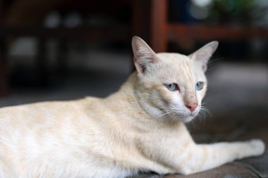 Beyaz bir tekir kedinin rahatlamasına yakın çekim. Mavi gözlü beyaz bir tekir kedinin yakın çekimi. 