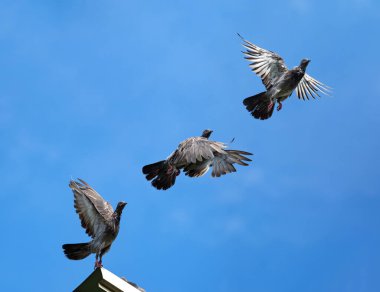 Kaya güvercinlerinin havada uçuşunu gösteren hareket sahnesi mavi bir gökyüzünde izole edilmiş. Kaya güvercinlerinin yakın çekim kanatları havada yayılıyor.