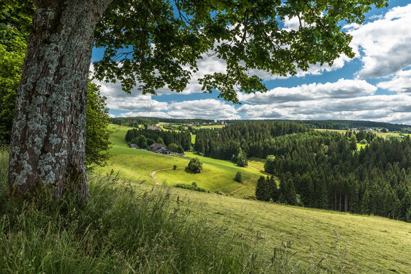 Green hilly landscape in the Black Forest with meadows, trees and lonely farmhouses, St. Maergen, Baden-Wuerttemberg, Germany