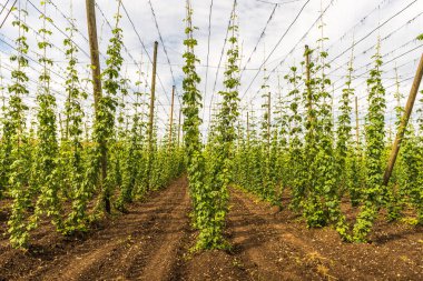Hops field (Humulus lupulus) near Lake Constance, Kressbronn, Lake Constance district, Baden-Wuerttemberg, Germany
