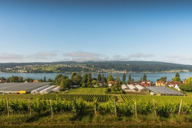 Reichenau Island, vineyards and greenhouses with view of Lake Constance, Baden-Wuerttemberg, Germany clipart