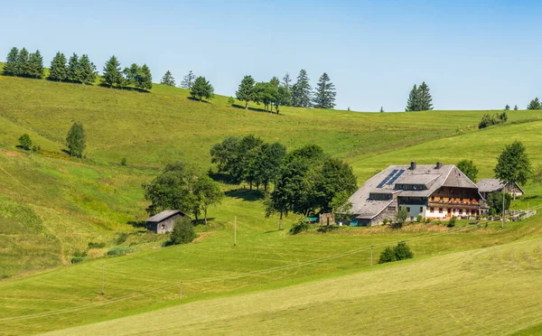 Traditional Black Forest farm house in hilly landscape surrounded by green meadows and trees, Stohren near Schauinsland, Muenstertal, Baden-Wuerttemberg, Germany