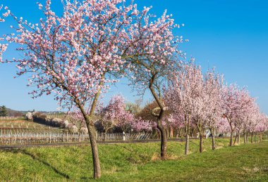 Bad Duerkheim, Rhineland-Palatinate, Almanya yakınlarındaki Alman Şarap Yolu 'nda badem çiçeği